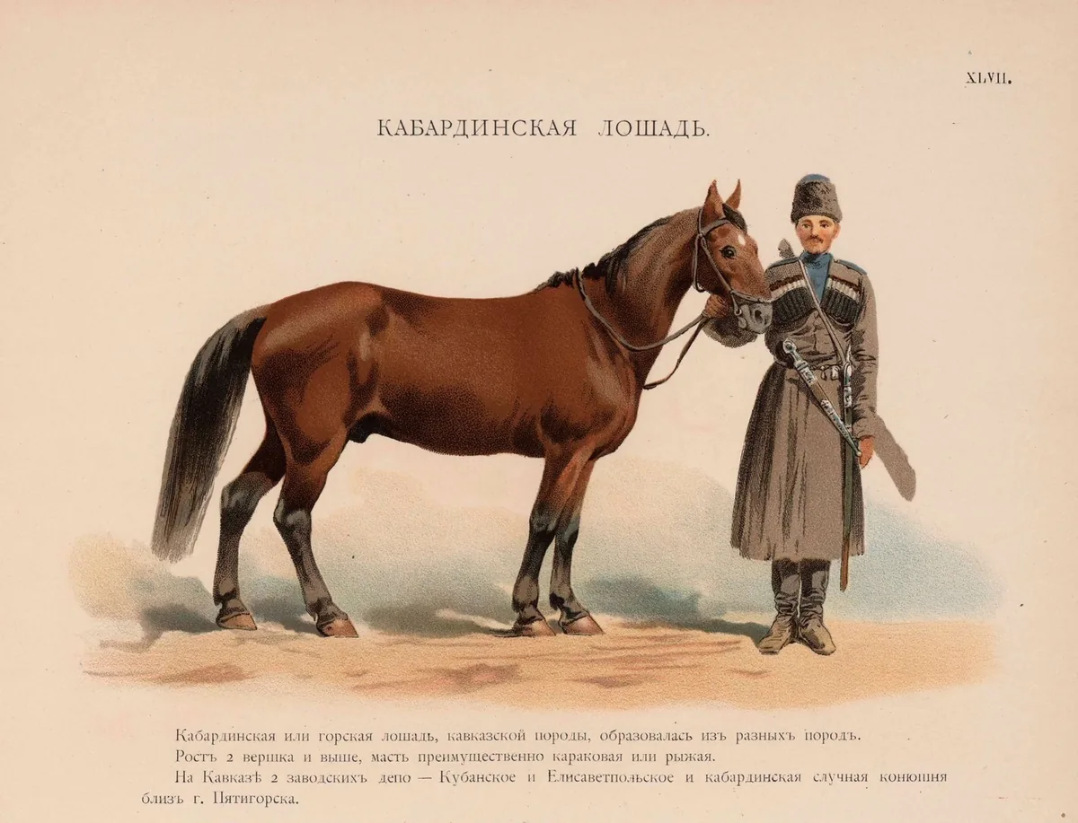 Çerkeslerin dağ atı Kabardey atı, Alexander von Bilderling’in 1888 tarihli taşbaskısında